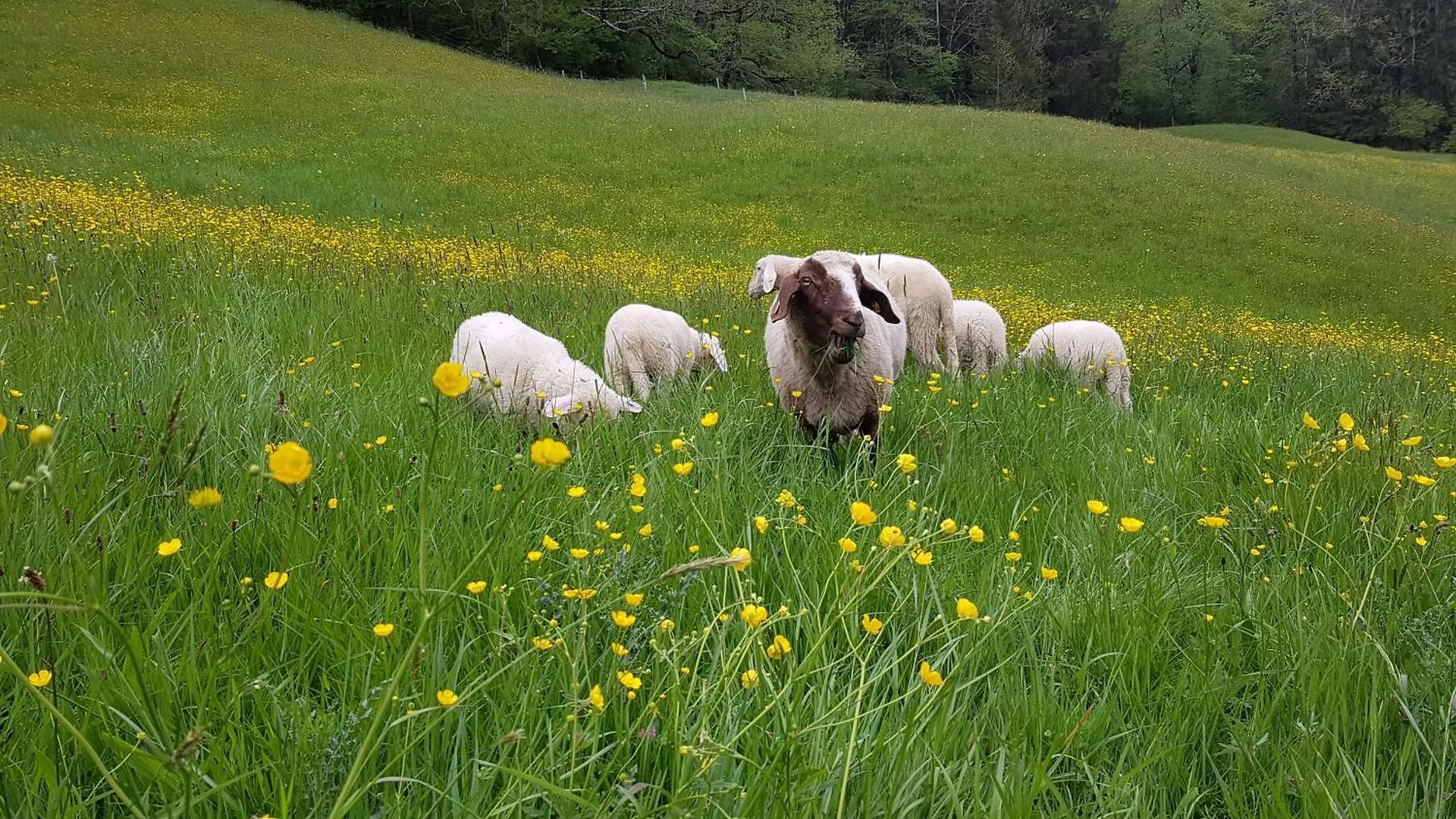 Ferienwohnung Hinterpommern - Chiemgaukarte Inzell